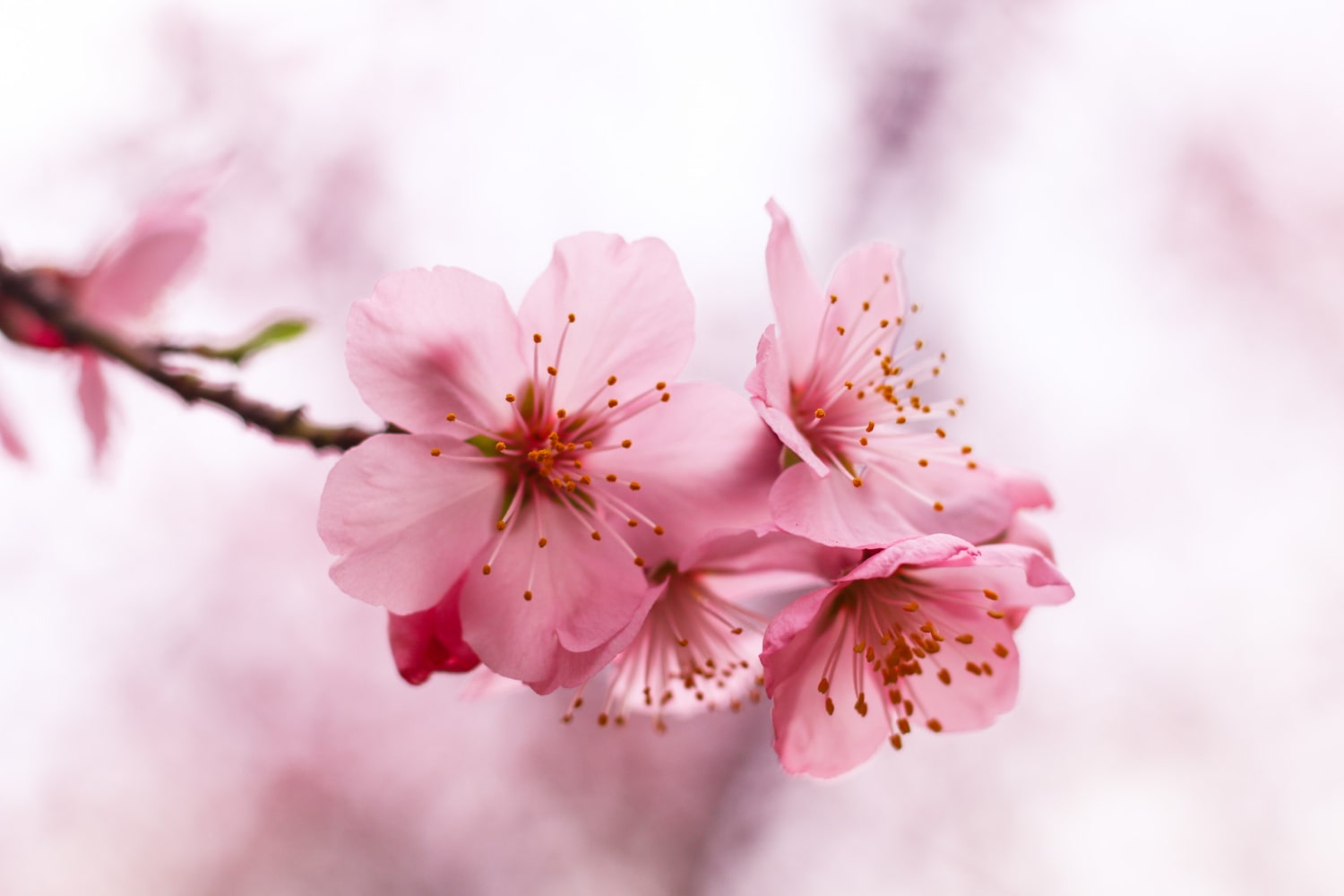 Makita ponuja orodje tudi v barvi japonske češnje – sakura